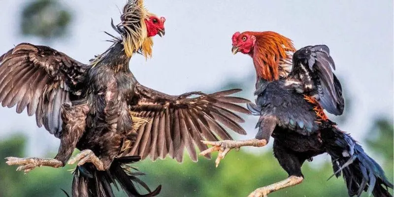 Live đá gà cựa dao và các điểm nổi bật làm nên tên tuổi