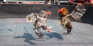 Live đá gà cựa dao và các điểm nổi bật làm nên tên tuổi